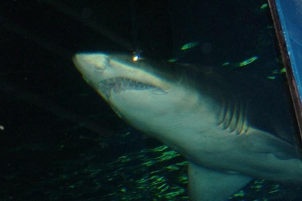 Shark at the Aquarium..wouldn't want to be in the water with that guy