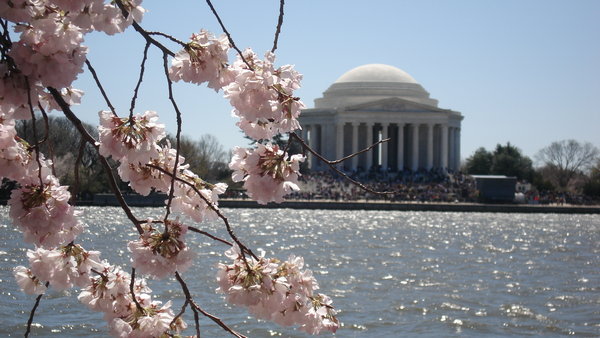 Jefferson Memorial - og kirsebærtræer