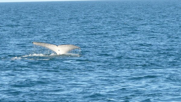 Whale Watching - 3