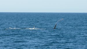 Whale Watching - 2