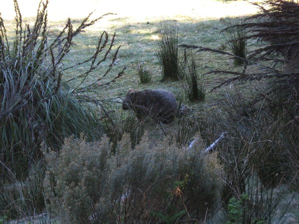 Wombat - 4