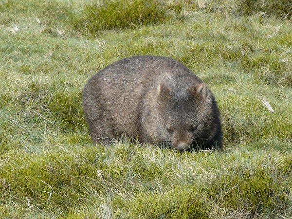 Wombat - 3