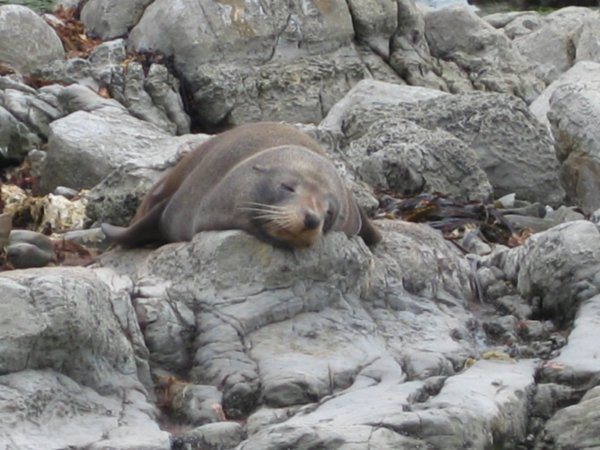 Seals on the Rock