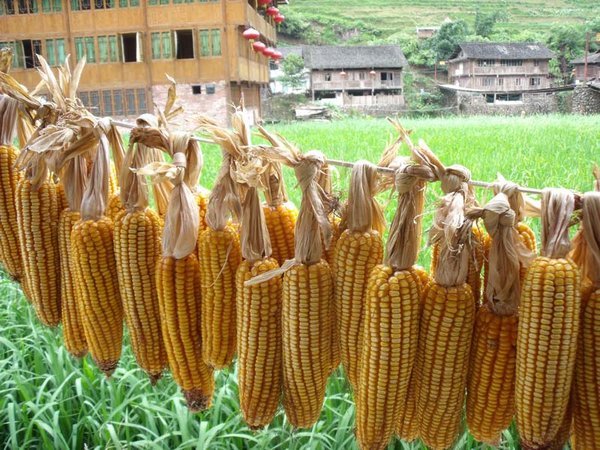 Corn drying in minority village.