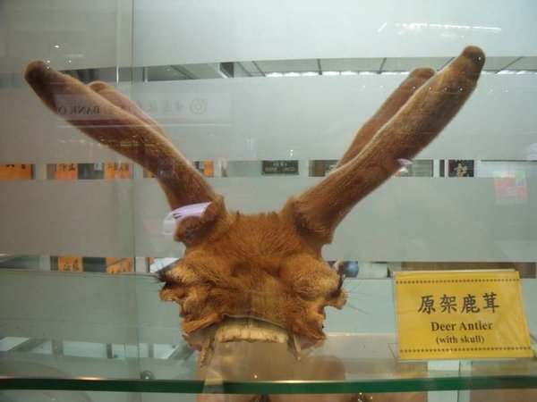 Deer head with skull..its GOOD for you..apparently