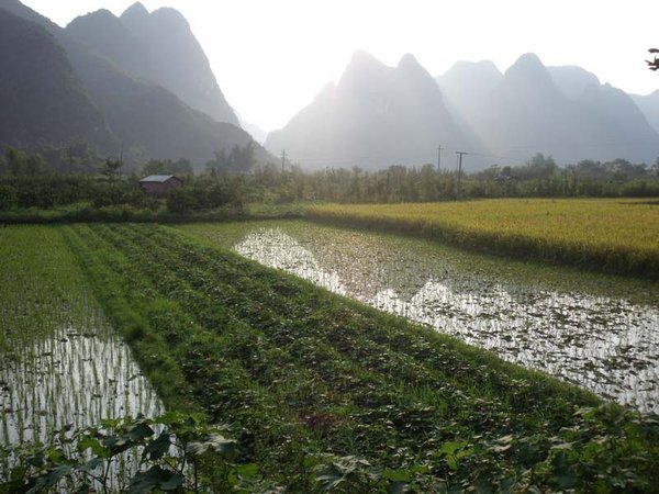 More rice fields. Yangshuo.