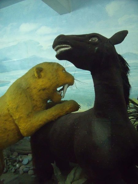 Sabre toothed tiger attacking grimmacing horse in Panda museum.