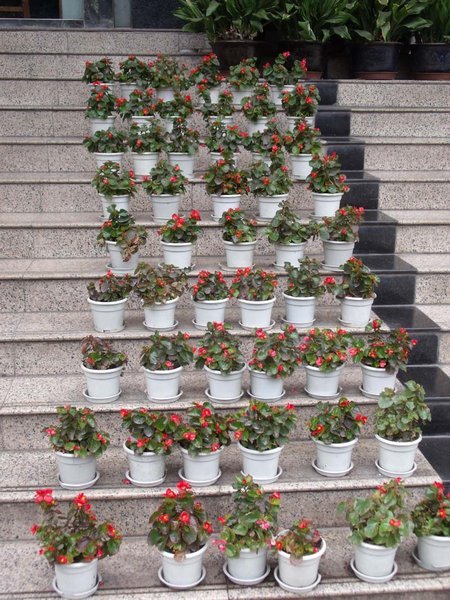 Pots on office building steps