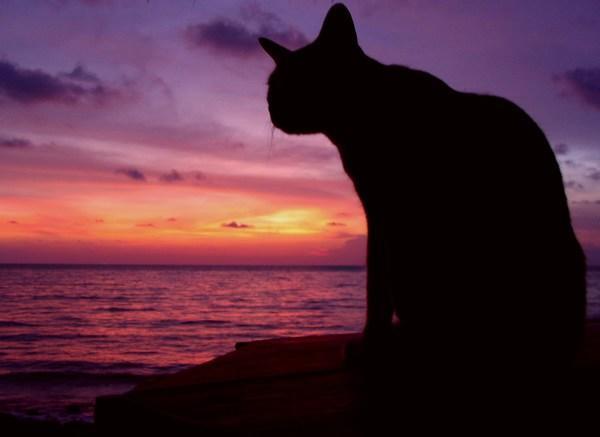 Siamese Cat at Sunset
