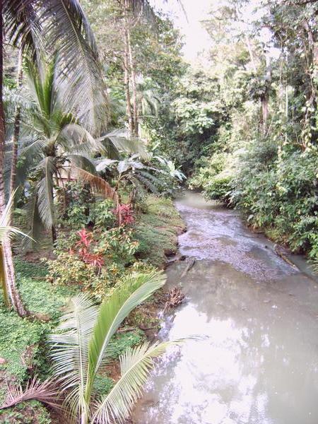 Jungle river