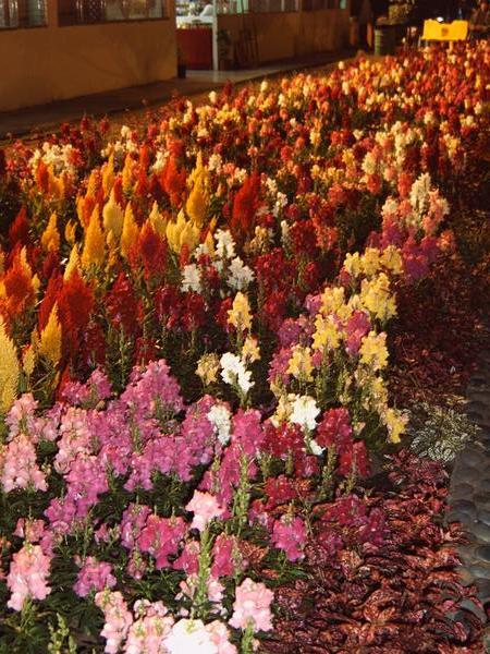 Some of the millions of flowers at the festival