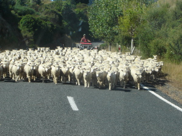Traffic Jam at Waikawau