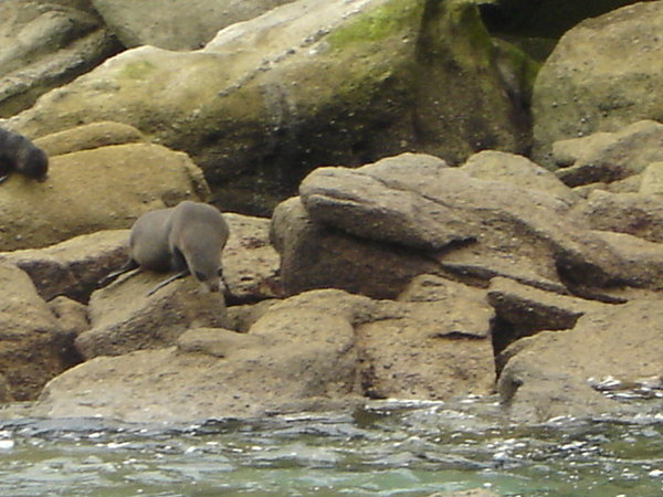 Fur Seal