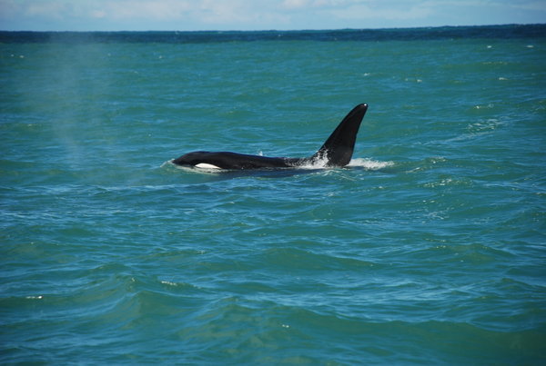 Orca - Killer Whales