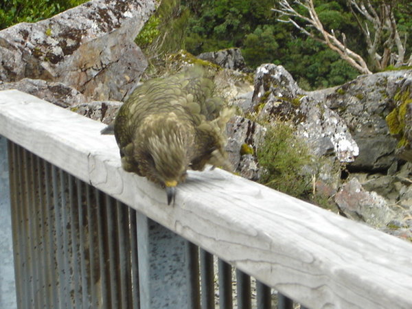 Our first Kea