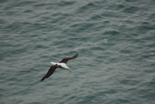 Close encounter with an Albatross