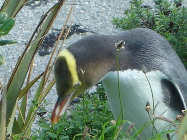 Yellow Eyed Penguin