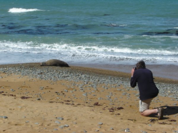 Seal spotting