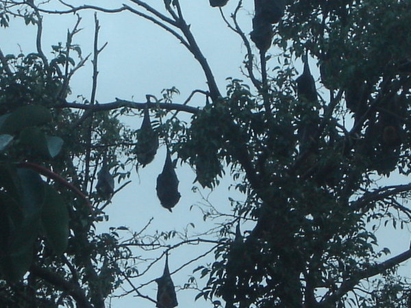 Fruit bats in Cairns town centre