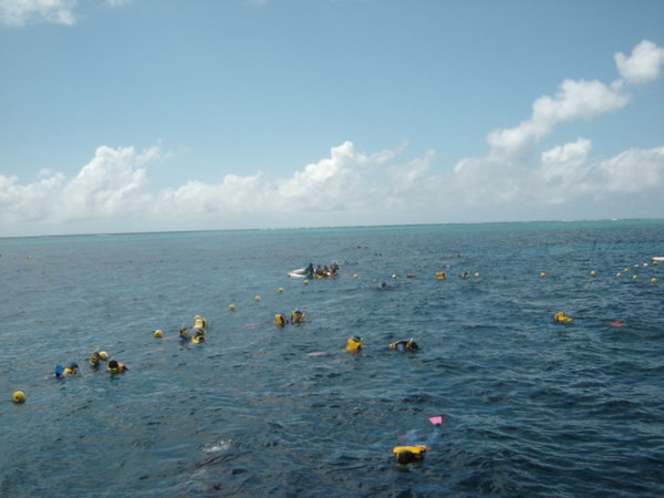 Snorkelling on the Reef