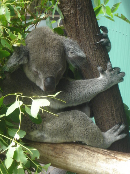 A sleepy Koala