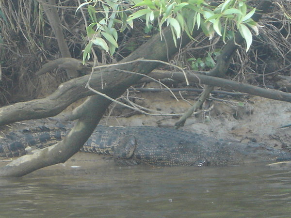 Female of the species in Daintree River