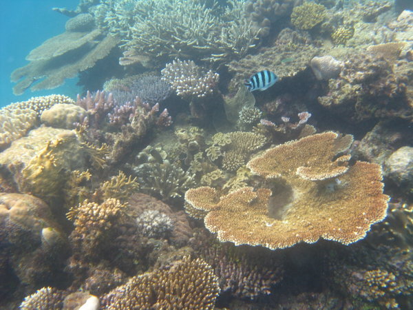 Coral Reef from below