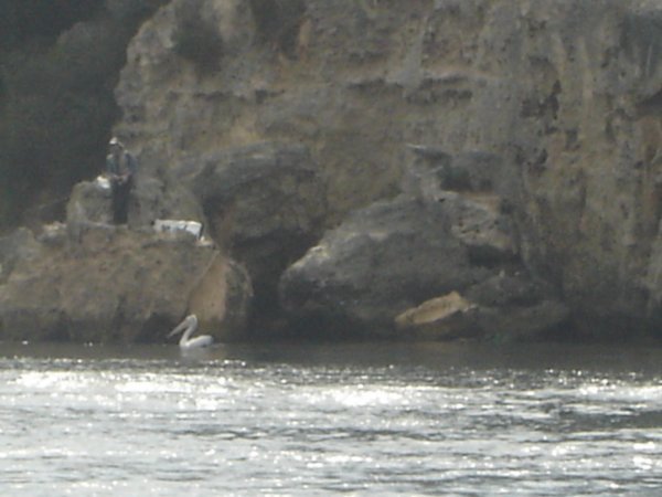 Pelican on Swan River