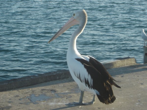 Pelican crossing