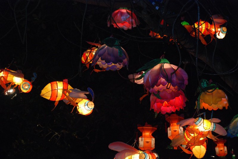 Lanterns in the trees