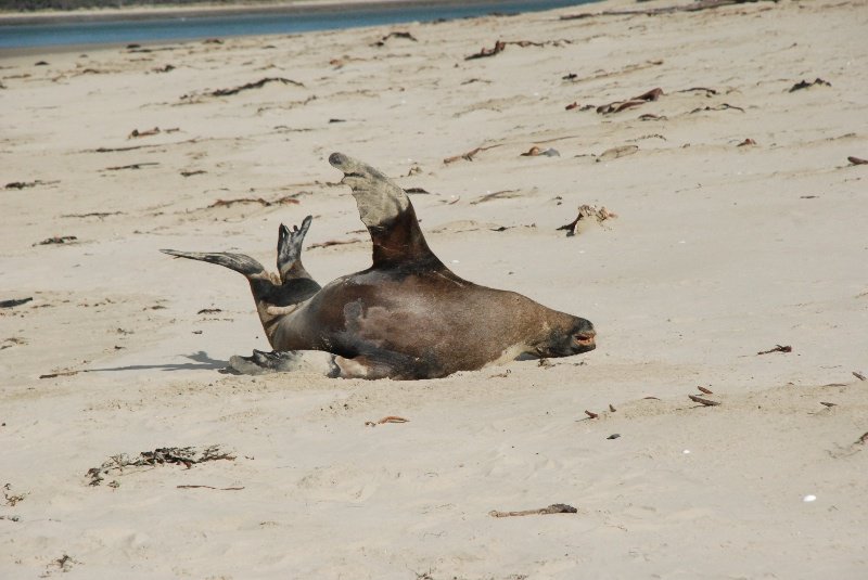 It's a hard life being a Sealion on the beach