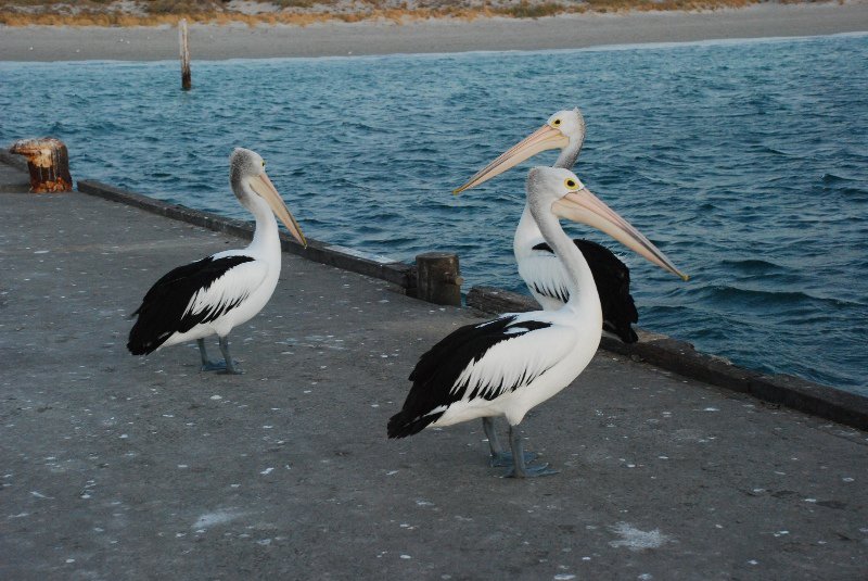 Pelicans on the jetty at Freemantle