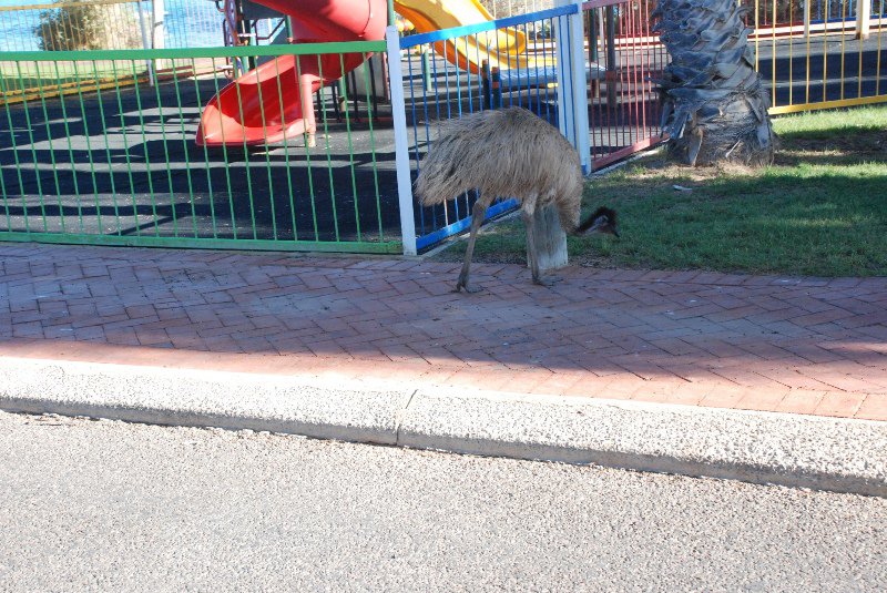 Street walking Emu