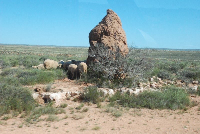 Sheep sheltering next to a termite nest