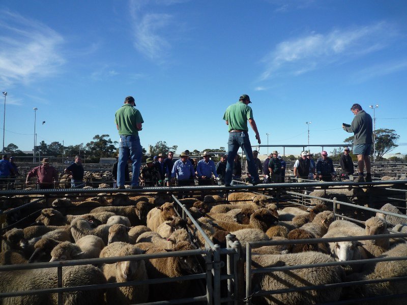 Auctioneers at Katanning sheep sales