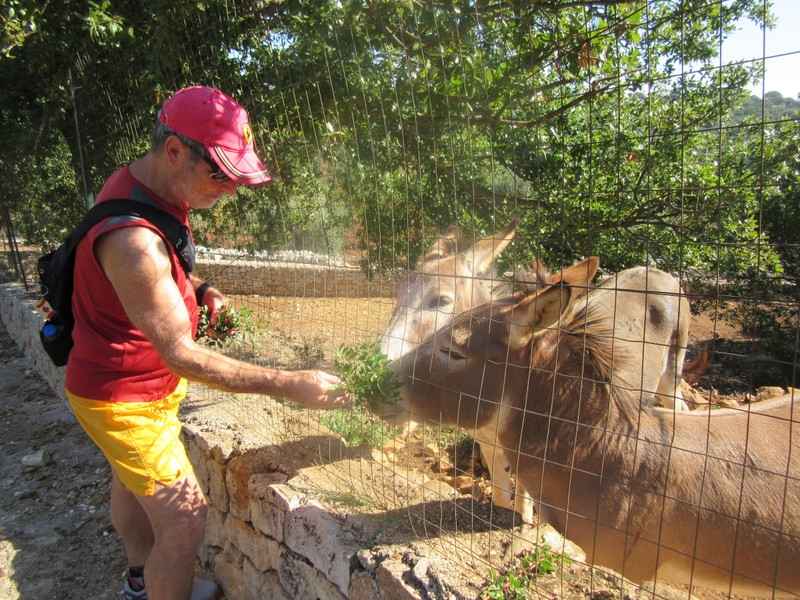 We visit with these donkeys every year.