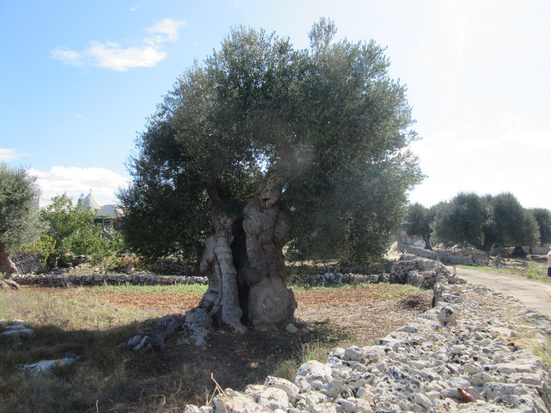 olive trees  (1)