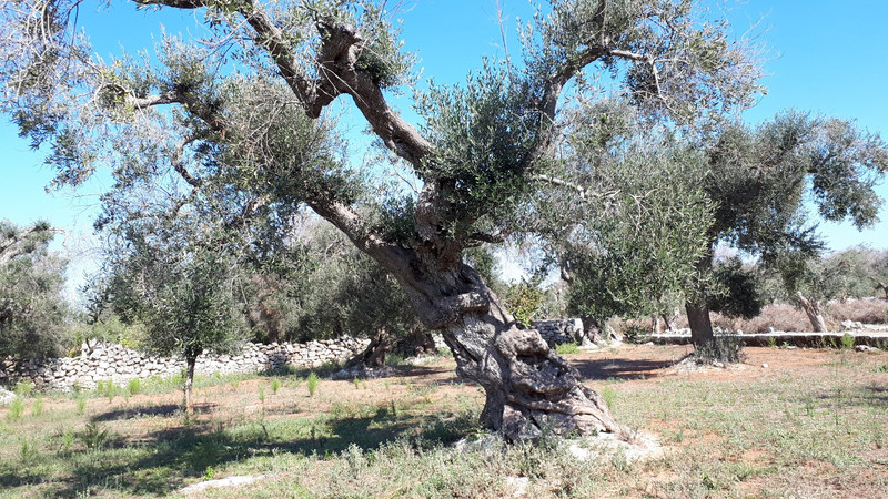 olive trees  (2)
