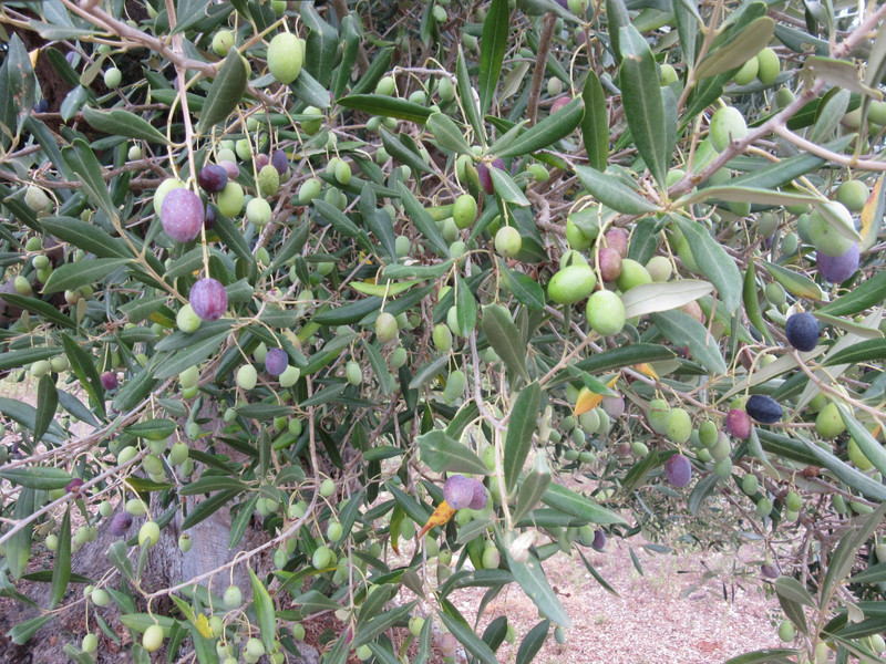 olive trees  (3)