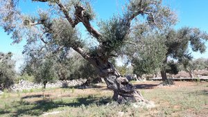 olive trees  (2)