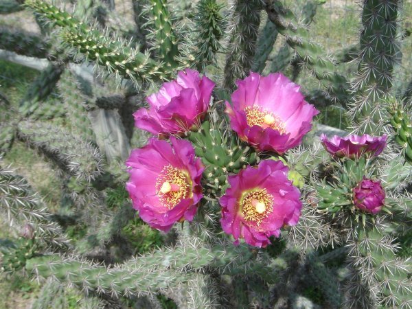 Claret Cactus