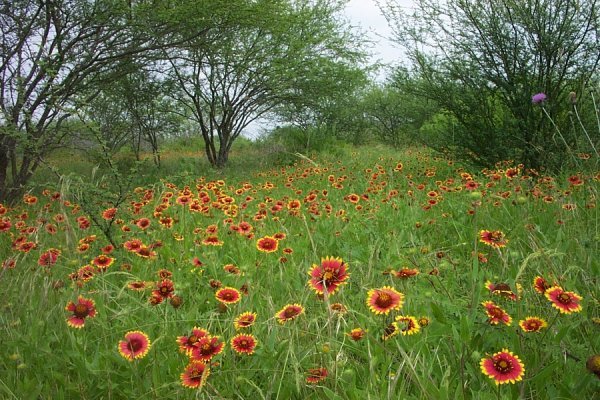 Mexican hat wild flowers