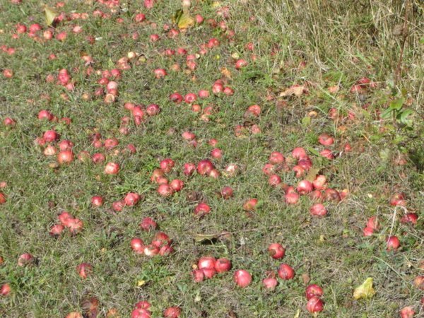 Tiny Trail - apples on trail