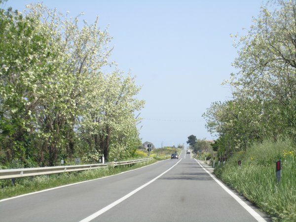 Blossoms in Puglia