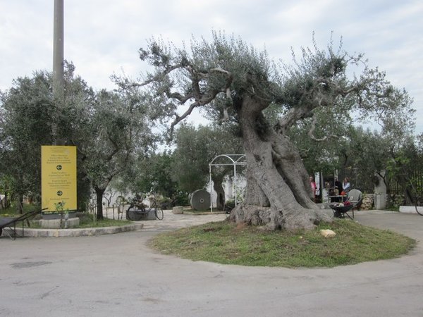 1000 year old olive tree