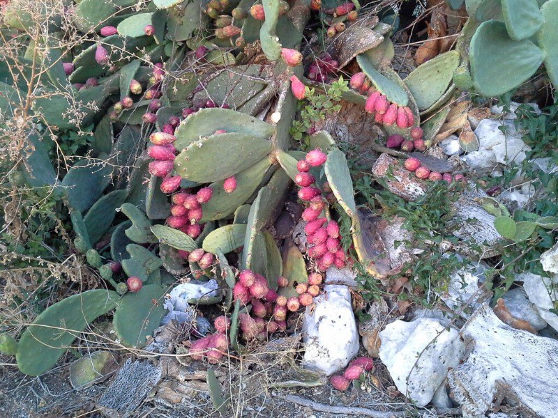 Cactus pear fruit