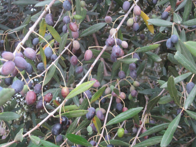 ripening olives