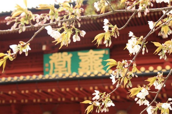 Last of the blossoms at Nikko