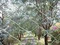 hike to Tzununa - path to private residence - all eucaclyptus trees!
