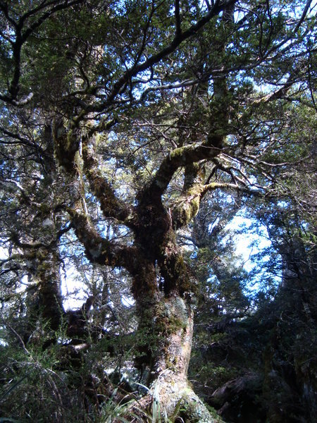 gnarly tree